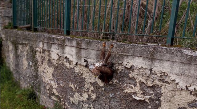 Αμφίκλεια: Ένα διαφορετικό μάθημα διάσωσης...