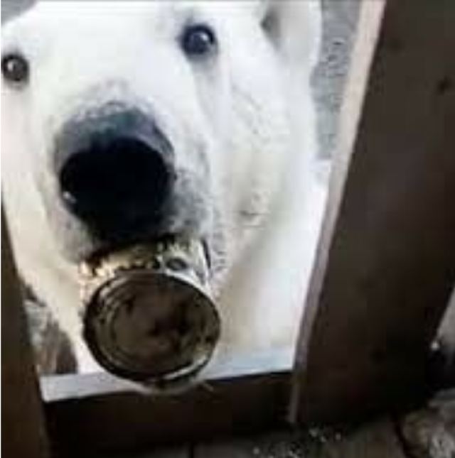 Πεινασμένη πολική αρκούδα πλησίασε ανθρώπους για βοήθεια - Είχε κολλήσει κονσερβοκούτι στο στόμα της
