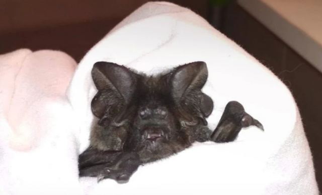 Θεσσαλονίκη: Ο θόρυβος από την ντουλάπα ήταν… νυχτερίδα - Πώς έγινε η διάσωση