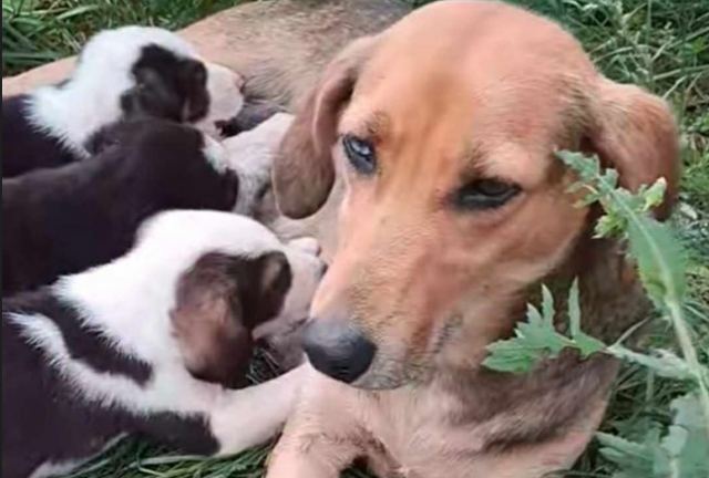 Μήπως βρήκατε τη σκυλίτσα της φωτογραφίας με τα κουτάβια της;