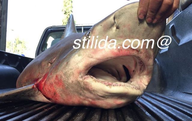 Είναι ένας ακίνδυνος σταχτοκαρχαρίας και όχι λευκός καρχαρίας!