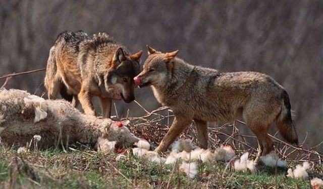 Κυνηγετικός Σύλλογος Λαμίας: Προβλήματα από τον υπερπληθυσμό λύκων