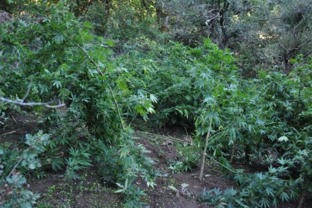 Χασισοφυτεία με πάνω από χίλια δέντρα στη Φθιώτιδα