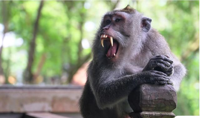 Μακάκος σκότωσε αγοράκι 4 μηνών πετώντας το από ταράτσα – Αγέλη αφηνιασμένων μαϊμούδων επιτέθηκε στους γονείς του