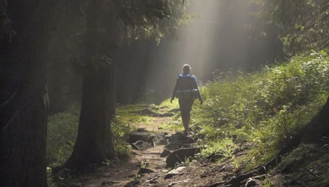 Υπάρχουν στη Γη 30 δέντρα ηλικίας άνω των 2.000 ετών - Τα παλαιότερα είναι 4.900 ετών