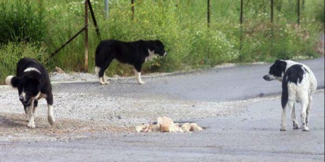 Ο Δήμος Στυλίδας καταγγέλει τον Φιλοζωικό