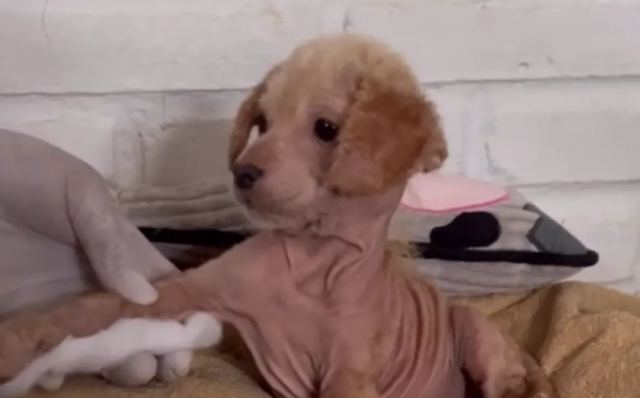 Η μεταμόρφωση της σκυλίτσας Αΐλα που βρέθηκε σε άθλια κατάσταση και έγινε... αγνώριστη (ΒΙΝΤΕΟ)