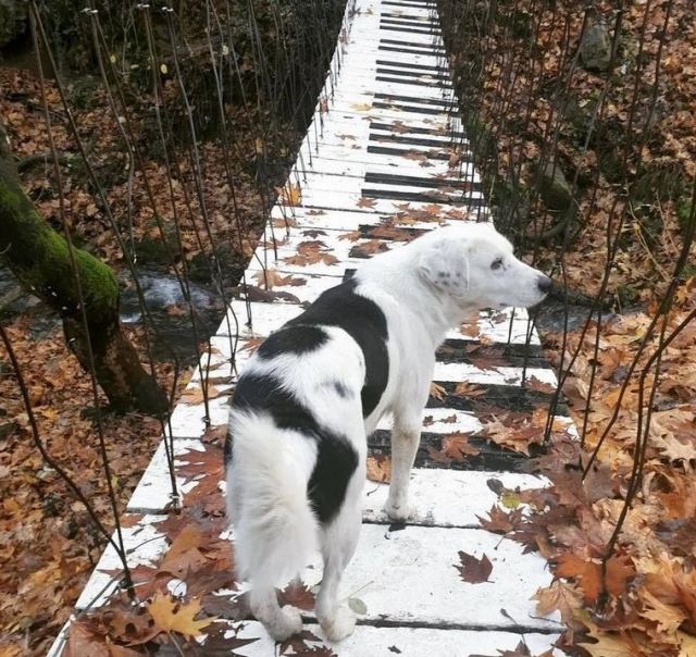 Παύλιανη: Βρέθηκε χτυπημένο σκυλί - Μήπως γνωρίζετε κάτι;