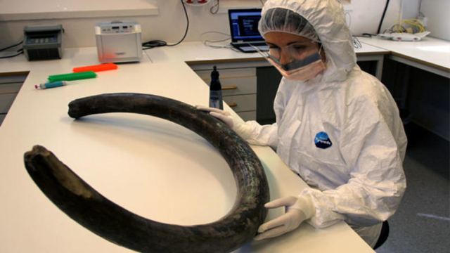 Η επιστήμονας από τη Φθιώτιδα που «ξαναδιαβάζει» το DNA μαμούθ και ελεφάντων