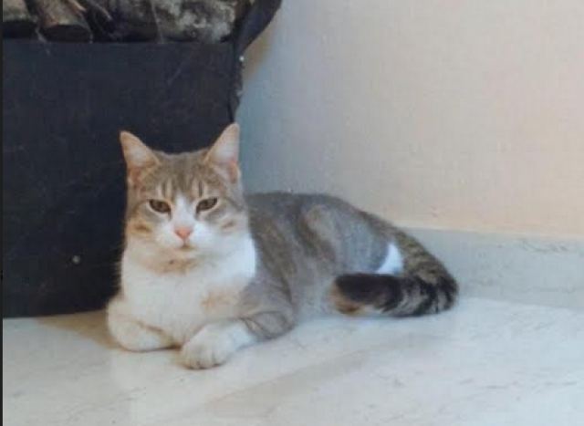 Χάθηκε η γατούλα της φωτογραφίας από το Παγκράτι Λαμίας