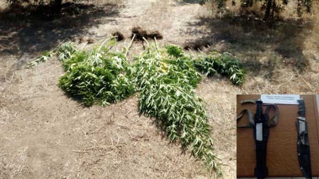 «Δέντρα» από κάνναβη μέσα στις ελιές αποκάλυψε η Ασφάλεια στο Λογγό!