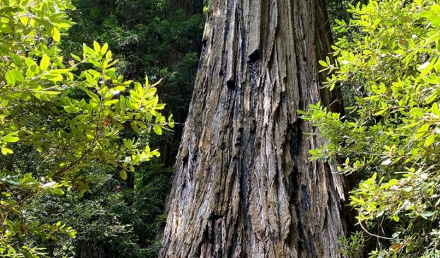 Απαγορεύτηκε η πρόσβαση στο ψηλότερο δέντρο στον κόσμο – Φυλάκιση και πρόστιμο στους παραβάτες