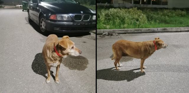 Μήπως ψάχνετε το σκυλάκι της φωτογραφίας;