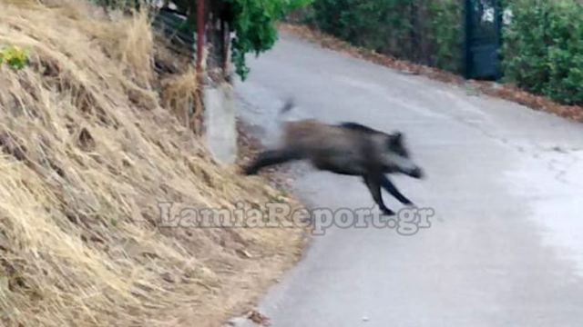 Φθιώτιδα: Αγριογούρουνο