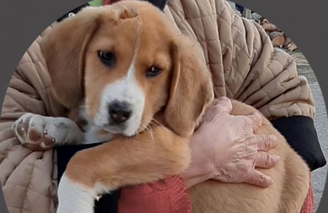 Μπορείτε να βοηθήσετε να βρεθεί ο μικρός μας φίλος;