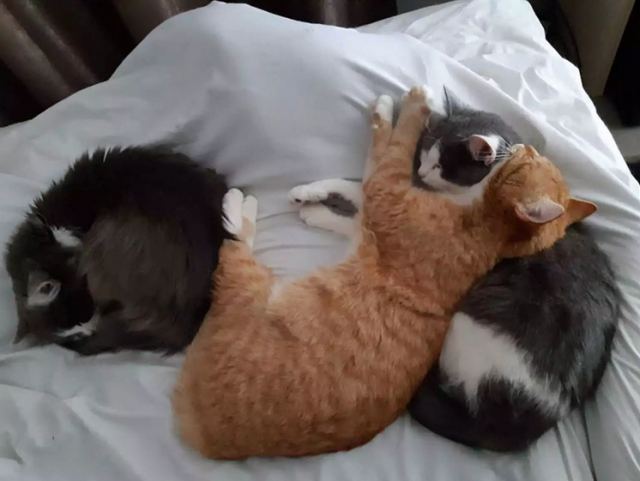 Ταξίδευαν από την Ουκρανία στην Ελλάδα για 3,5 μέρες μαζί με τα… 16 ζώα τους