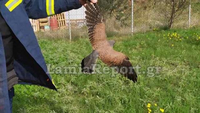 Στυλίδα: Επιχείρηση «Γεράκι»!