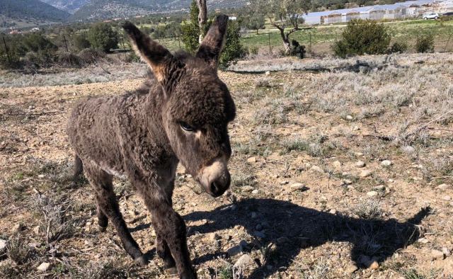 Ο Ορέστης τρέχει σαν τον άνεμο - Το γαϊδούρι που είχε βρεθεί νεογέννητο στο Κορωπί