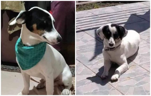 Χάθηκε ο Μαξ - Βοηθήστε να τον βρούμε