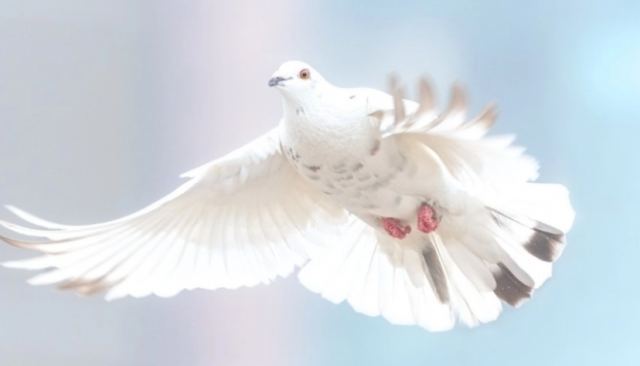 Ένα περιστέρι στην Ινδία, ύποπτο για κατασκοπεία, απελευθερώθηκε αφού αθωώθηκε των κατηγοριών