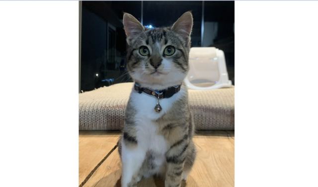 Χάθηκε ο γατούλης της φωτογραφίας...