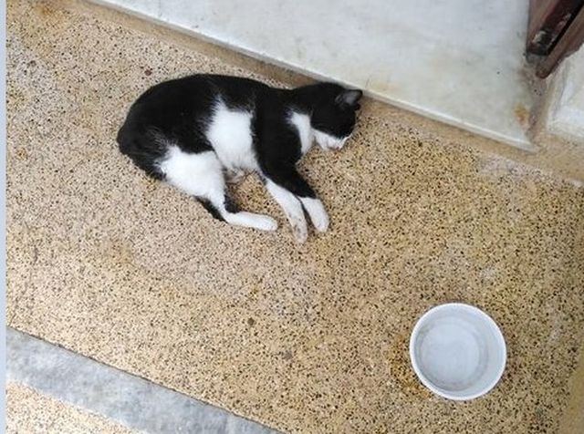 Δηλητηρίασαν γατάκια σε γειτονιά της Λαμίας