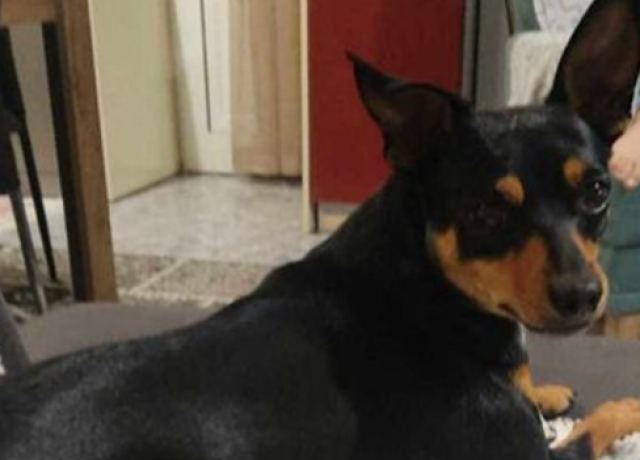 Χάθηκε το σκυλάκι της φωτογραφίας