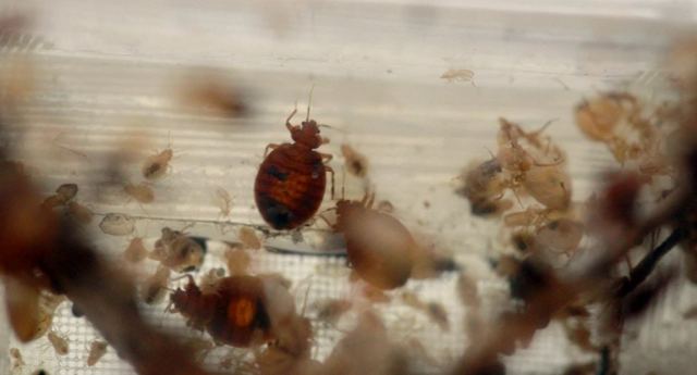 Ανησυχία και στην Ελλάδα για τους κοριούς: «Μιλάμε για ένα έντομο-ταξιδευτή, θα μπορέσει να εισέλθει εύκολα σε αποσκευές»