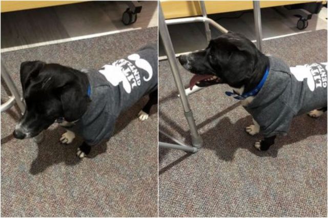 Μήπως ψάχνετε το σκυλάκι της φωτογραφίας;