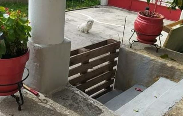 Έκλεψαν σκυλάκι από αυλή - Μπορείτε να βοηθήσετε?