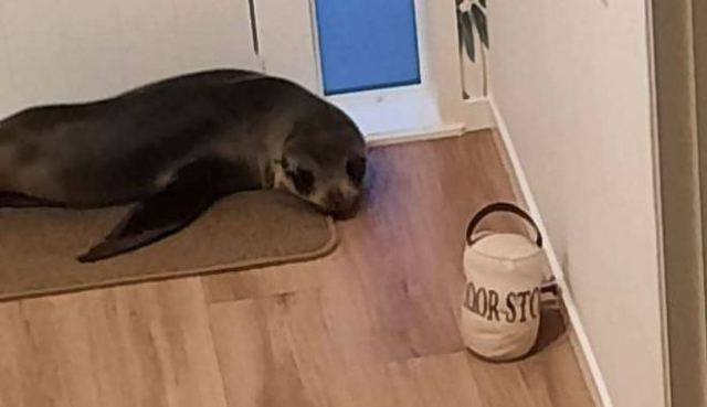 Νέα Ζηλανδία: Φώκια εισέβαλε σε σπίτι, τραυμάτισε τη γάτα και ξάπλωσε στον καναπέ