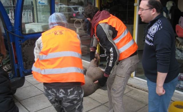Πυροβόλησαν ζαρκάδι - Δείτε νέες ΦΩΤΟ από την επιχείρηση διάσωσης