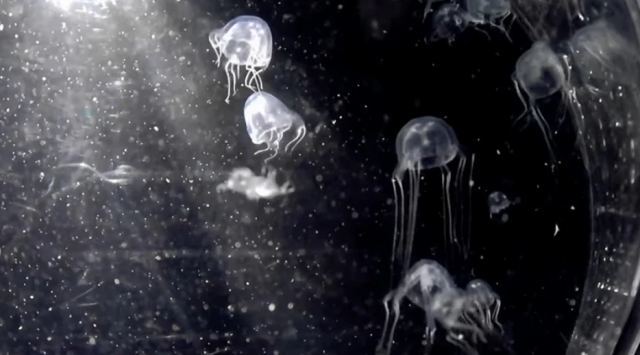 Ανακαλύφθηκε δηλητηριώδης μέδουσα με 24 μάτια - Άναυδοι οι επιστήμονες με το απόκοσμο πλάσμα