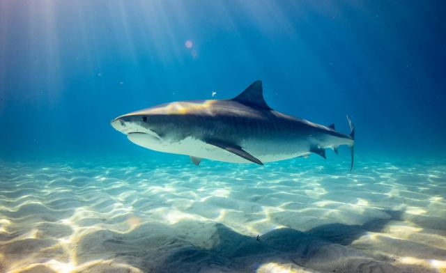 Καρχαρίας δάγκωσε 13χρονο στο πρόσωπο - «Βγάλτε με από εδώ»