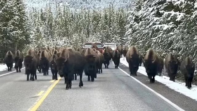 Αυτοκίνητο περικυκλώνεται από κοπάδι με 150 χαλαρούς βίσονες που προκάλεσαν μποτιλιάρισμα