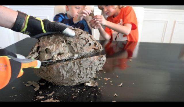 Πώς είναι το εσωτερικό μιας σφηκοφωλιάς; Δείτε το βίντεο!