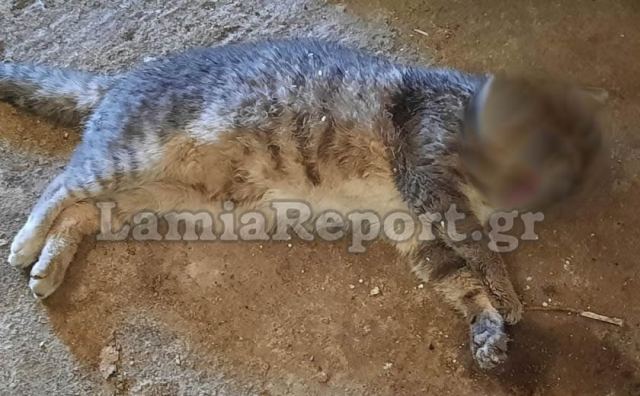 Προσοχή! Ρίχνουν φόλες στα Γαλανέικα - Σκληρές Εικόνες!