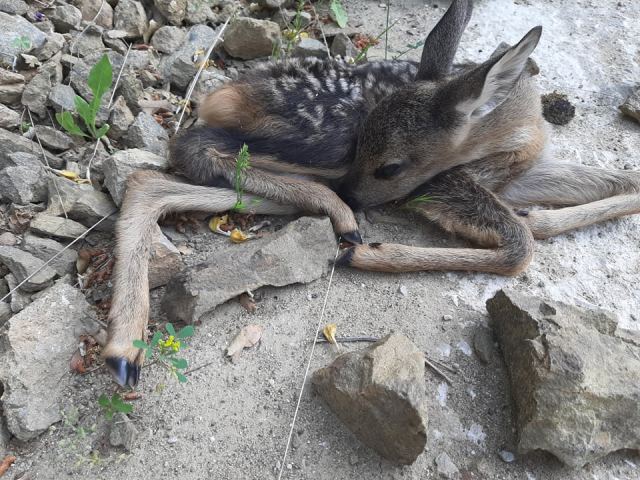 Φθιώτιδα: Βρήκαν νεογέννητο ζαρκάδι μέσα στο δρόμο