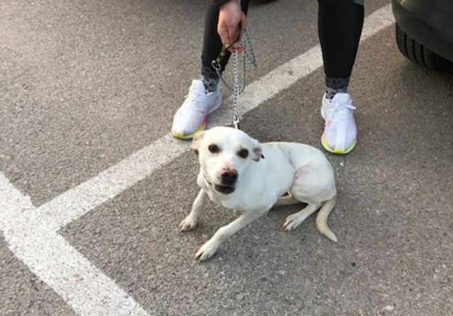 Βρέθηκε ο σκυλάκος της φωτογραφίας...