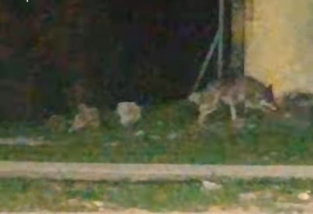 Λύκοι κατέβηκαν στην Παραλία Διστόμου (Βίντεο)