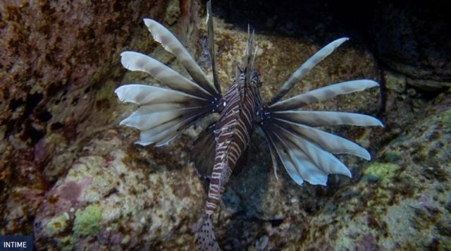 Λεοντόψαρο: Το πανέμορφο αλλά επικίνδυνο ψάρι που έχει μεταναστεύσει στα νερά του Αιγαίου