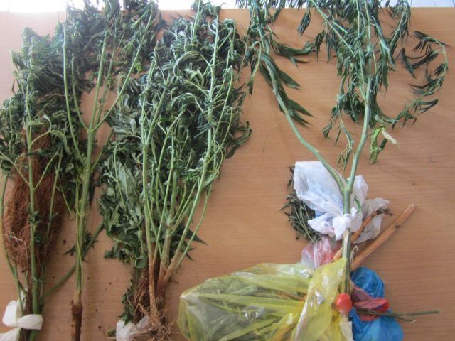 Φθιώτιδα: Έπιασαν δυο αδέλφια για χασίς