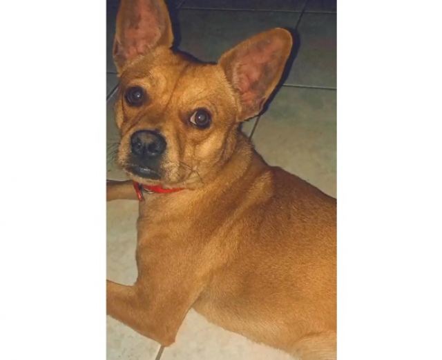 Χαρίζεται το σκυλάκι της φωτογραφίας