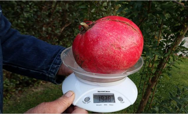 Ρόδι-γίγας σχεδόν δυο κιλά στη Λάρισα (φωτ & βίντεο)