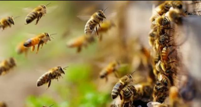 Τον τσίμπησαν μέλισσες και πέθανε