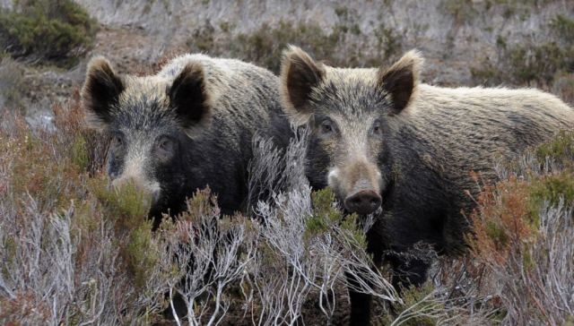 Τα μέτρα του Υπουργείου για την αποτροπή εισόδου της αφρικανικής πανώλης των χοίρων