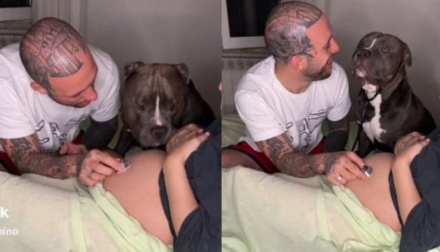 H επική και συγκινητική αντίδραση σκύλου που ακούει με στηθοσκόπιο μωρό από την κοιλιά της μαμάς (ΒΙΝΤΕΟ)