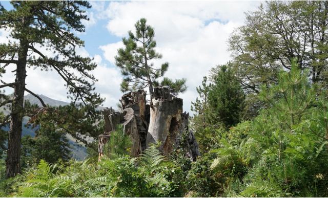 Λάρισα: Ένα δένδρο «γεννιέται» μέσα από άλλο δένδρο (φωτ. & βίντεο)